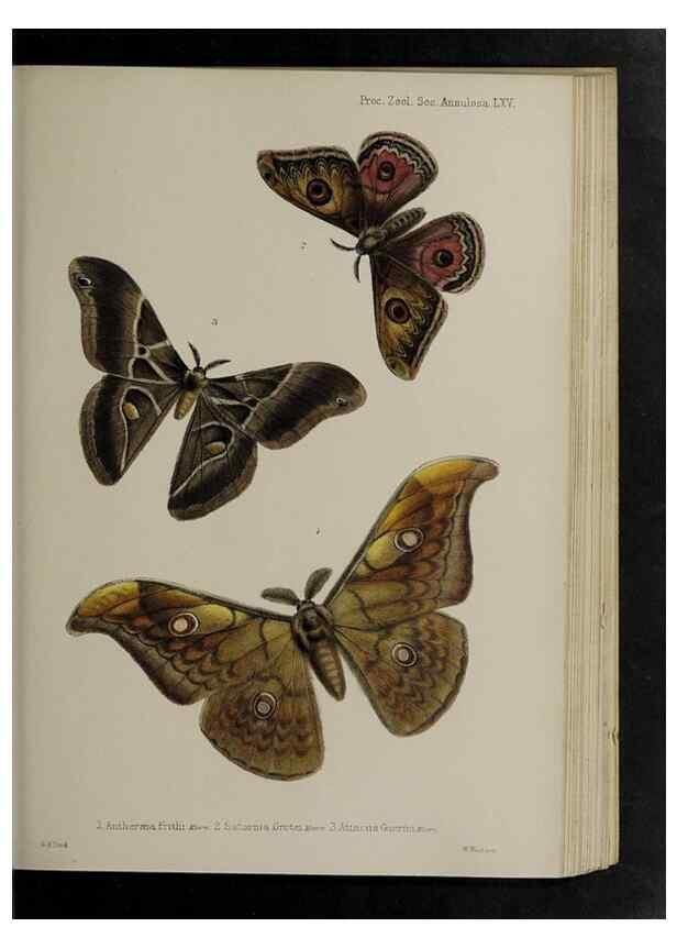 Reproducción/Reproduction 48991845918: Proceedings of the Zoological Society of London.. London :Academic Press, [etc.],1833-1965.. 