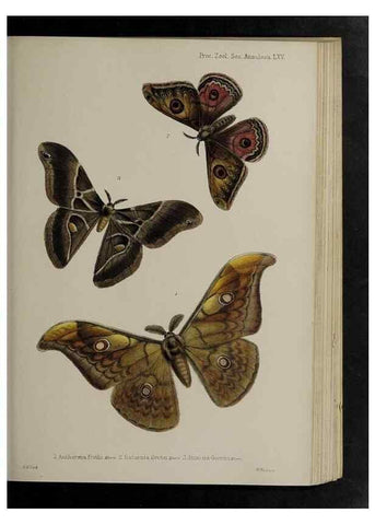 Reproducción/Reproduction 48991845918: Proceedings of the Zoological Society of London.. London :Academic Press, [etc.],1833-1965.. 