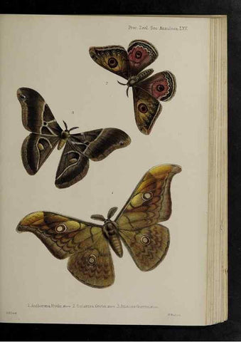 Reproducción/Reproduction 48991845918: Proceedings of the Zoological Society of London.. London :Academic Press, [etc.],1833-1965.. 