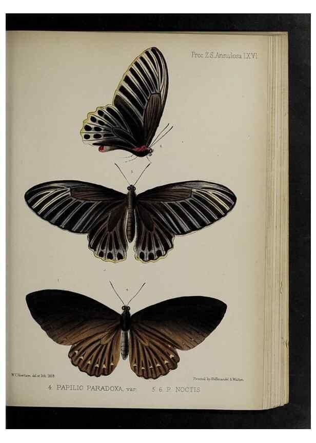 Reproducción/Reproduction 48991846208: Proceedings of the Zoological Society of London.. London :Academic Press, [etc.],1833-1965.. 