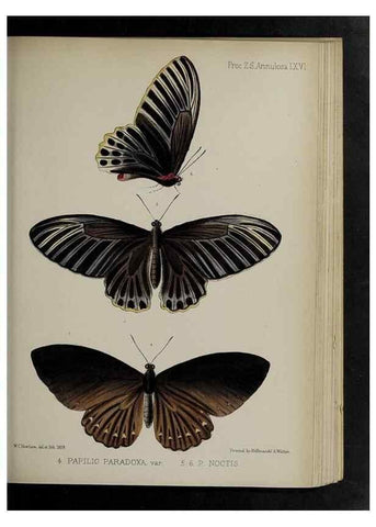 Reproducción/Reproduction 48991846208: Proceedings of the Zoological Society of London.. London :Academic Press, [etc.],1833-1965.. 