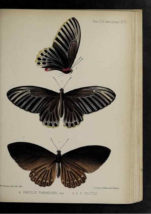 Reproducción/Reproduction 48991846208: Proceedings of the Zoological Society of London.. London :Academic Press, [etc.],1833-1965.. 
