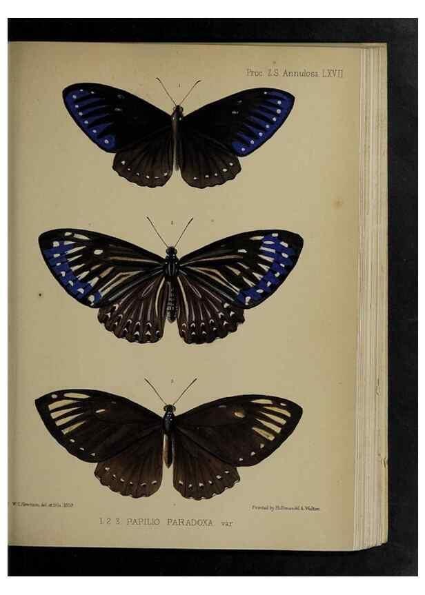 Reproducción/Reproduction 48992391701: Proceedings of the Zoological Society of London.. London :Academic Press, [etc.],1833-1965.. 