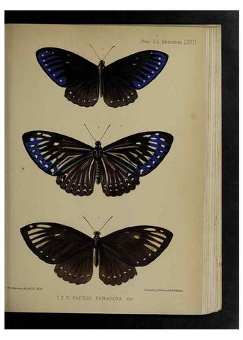 Reproducción/Reproduction 48992391701: Proceedings of the Zoological Society of London.. London :Academic Press, [etc.],1833-1965.. 