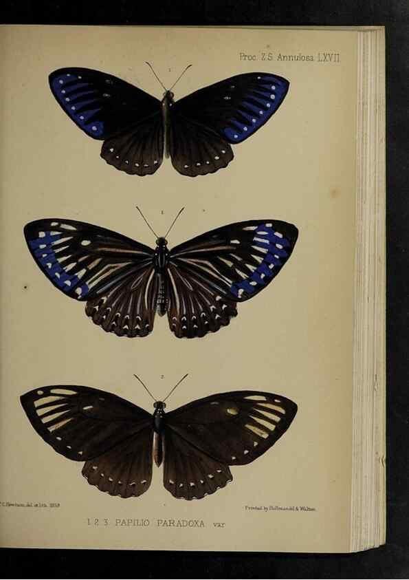 Reproducción/Reproduction 48992391701: Proceedings of the Zoological Society of London.. London :Academic Press, [etc.],1833-1965.. 