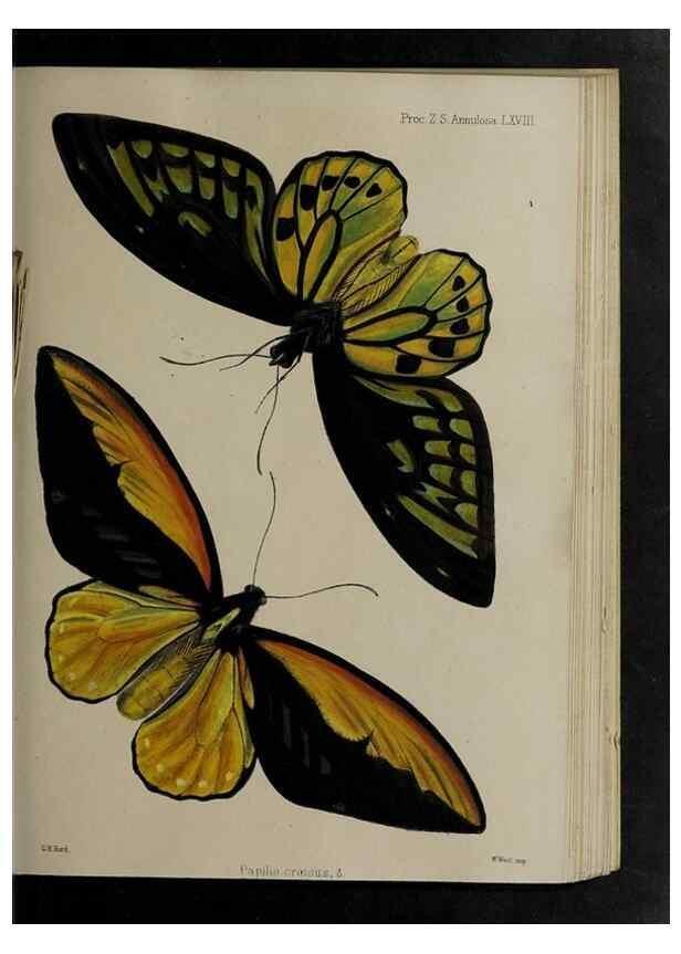 Reproducción/Reproduction 48992392136: Proceedings of the Zoological Society of London.. London :Academic Press, [etc.],1833-1965.. 