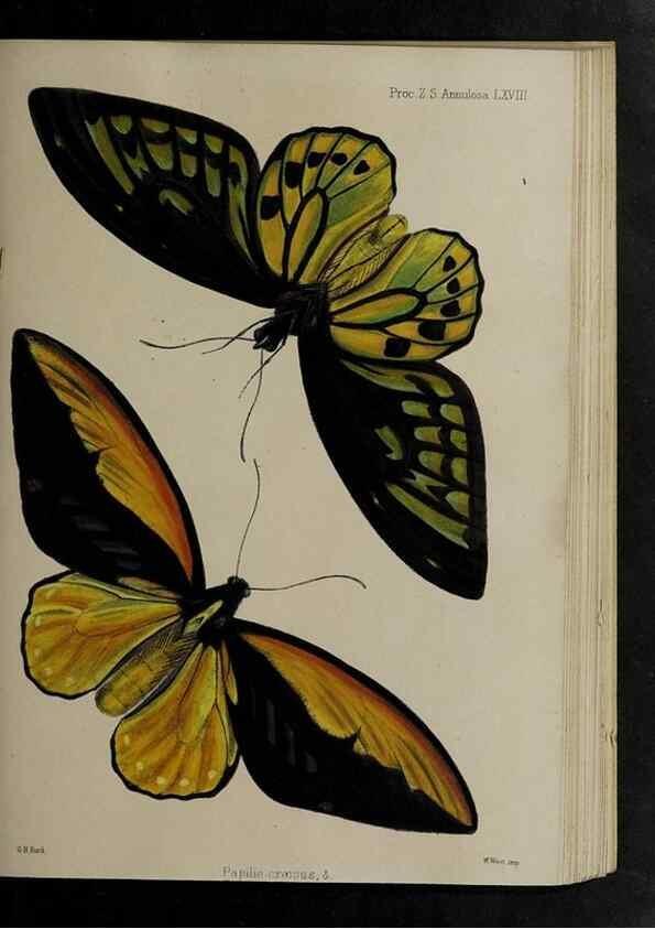 Reproducción/Reproduction 48992392136: Proceedings of the Zoological Society of London.. London :Academic Press, [etc.],1833-1965.. 