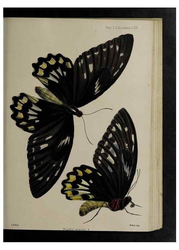 Reproducción/Reproduction 48992392551: Proceedings of the Zoological Society of London.. London :Academic Press, [etc.],1833-1965.. 