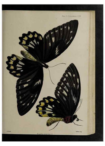 Reproducción/Reproduction 48992392551: Proceedings of the Zoological Society of London.. London :Academic Press, [etc.],1833-1965.. 