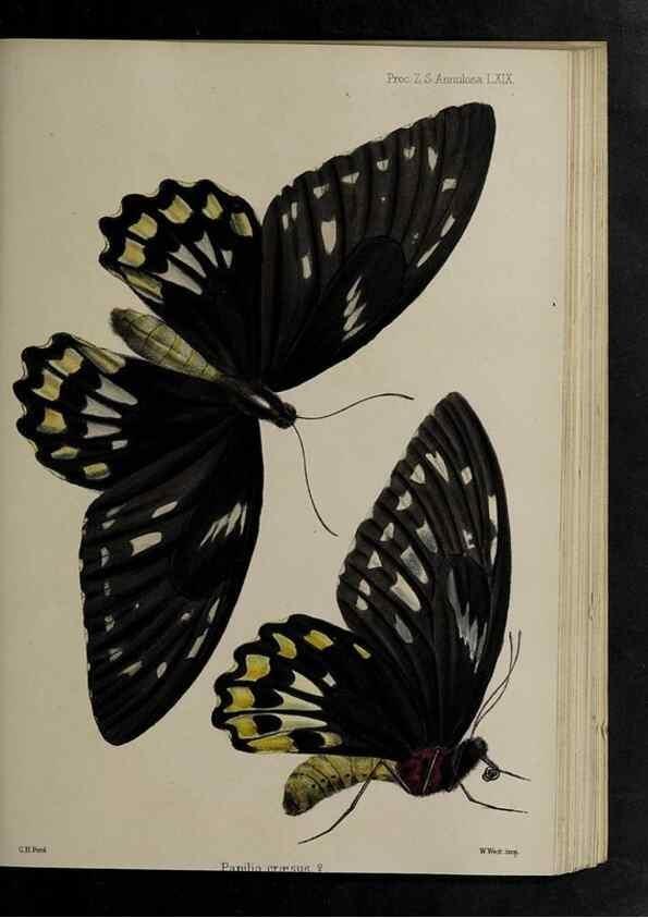 Reproducción/Reproduction 48992392551: Proceedings of the Zoological Society of London.. London :Academic Press, [etc.],1833-1965.. 