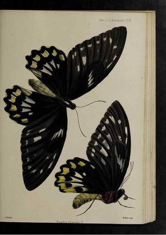 Reproducción/Reproduction 48992392551: Proceedings of the Zoological Society of London.. London :Academic Press, [etc.],1833-1965.. 
