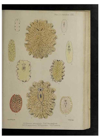 Reproducción/Reproduction 48991847793: Proceedings of the Zoological Society of London.. London :Academic Press, [etc.],1833-1965.. 