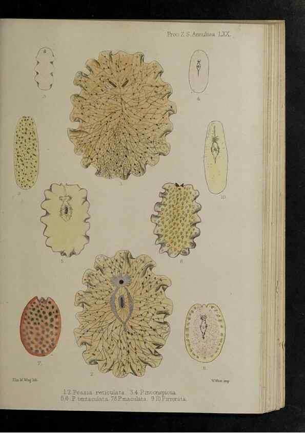 Reproducción/Reproduction 48991847793: Proceedings of the Zoological Society of London.. London :Academic Press, [etc.],1833-1965.. 