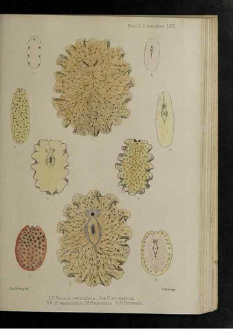 Reproducción/Reproduction 48991847793: Proceedings of the Zoological Society of London.. London :Academic Press, [etc.],1833-1965.. 