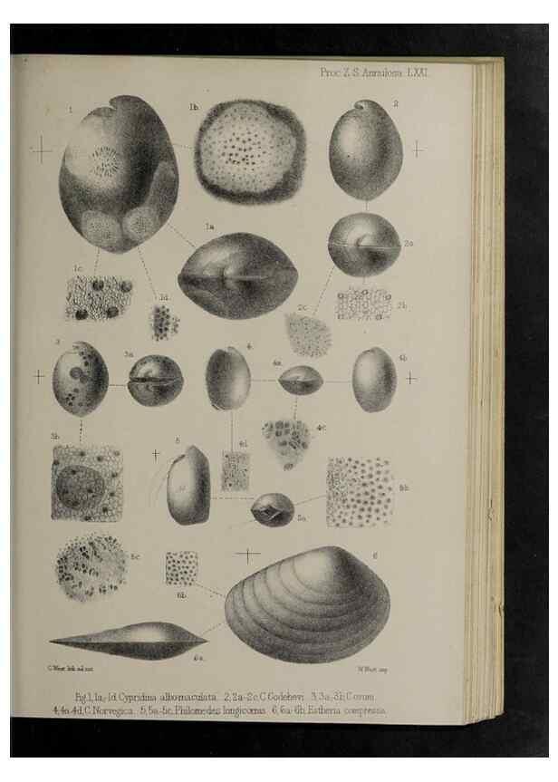 Reproducción/Reproduction 48992590752: Proceedings of the Zoological Society of London.. London :Academic Press, [etc.],1833-1965.. 