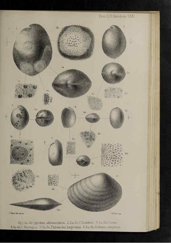 Reproducción/Reproduction 48992590752: Proceedings of the Zoological Society of London.. London :Academic Press, [etc.],1833-1965.. 