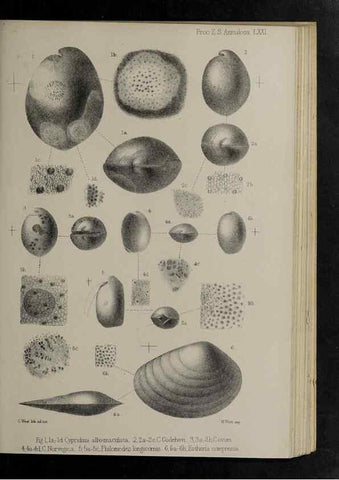 Reproducción/Reproduction 48992590752: Proceedings of the Zoological Society of London.. London :Academic Press, [etc.],1833-1965.. 