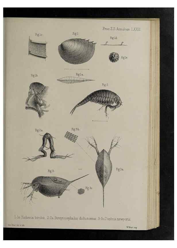 Reproducción/Reproduction 48992393676: Proceedings of the Zoological Society of London.. London :Academic Press, [etc.],1833-1965.. 