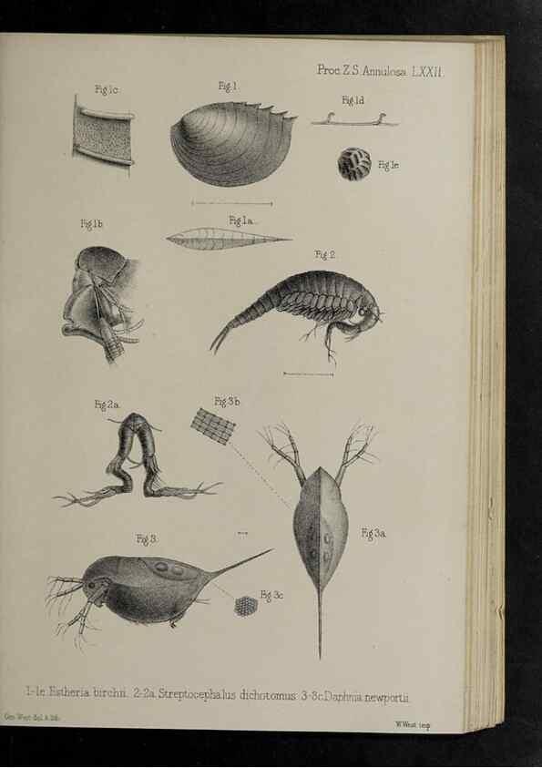 Reproducción/Reproduction 48992393676: Proceedings of the Zoological Society of London.. London :Academic Press, [etc.],1833-1965.. 