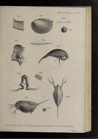 Reproducción/Reproduction 48992393676: Proceedings of the Zoological Society of London.. London :Academic Press, [etc.],1833-1965.. 