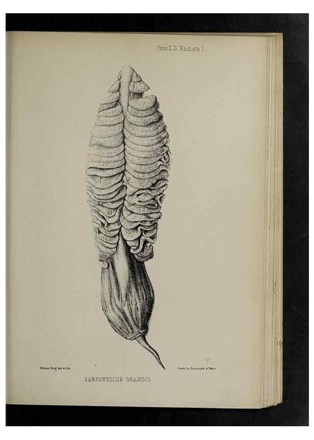 Reproducción/Reproduction 48992591512: Proceedings of the Zoological Society of London.. London :Academic Press, [etc.],1833-1965.. 