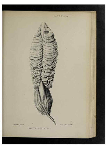 Reproducción/Reproduction 48992591512: Proceedings of the Zoological Society of London.. London :Academic Press, [etc.],1833-1965.. 