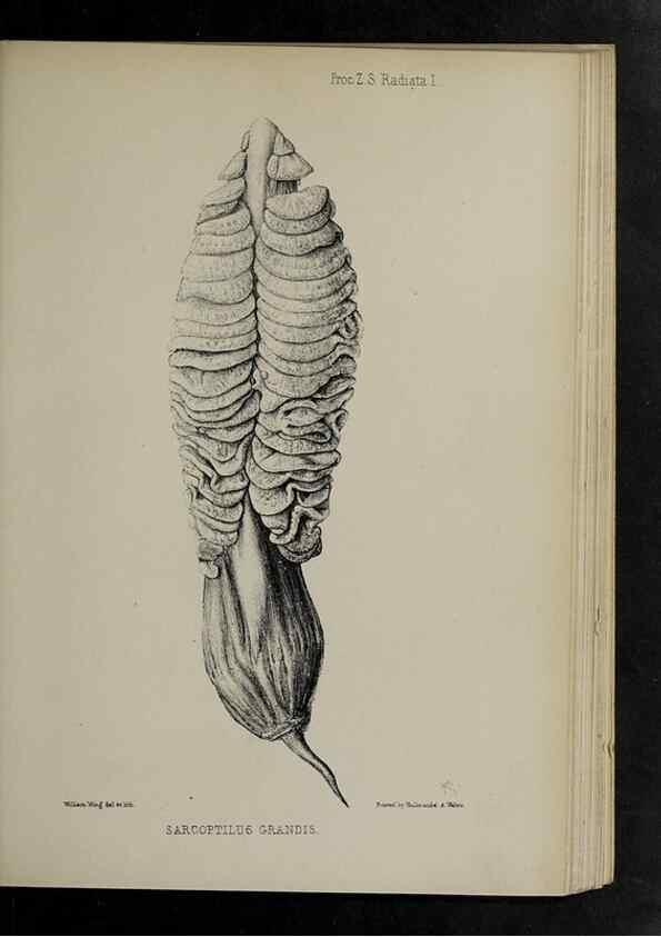 Reproducción/Reproduction 48992591512: Proceedings of the Zoological Society of London.. London :Academic Press, [etc.],1833-1965.. 