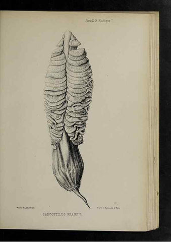 Reproducción/Reproduction 48992591512: Proceedings of the Zoological Society of London.. London :Academic Press, [etc.],1833-1965.. 