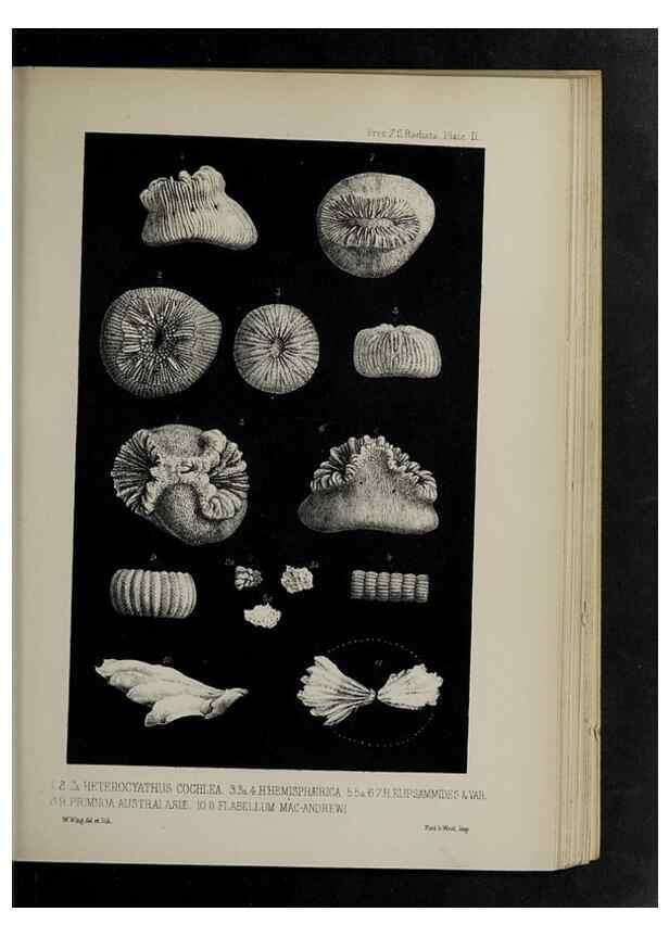 Reproducción/Reproduction 48992394481: Proceedings of the Zoological Society of London.. London :Academic Press, [etc.],1833-1965.. 