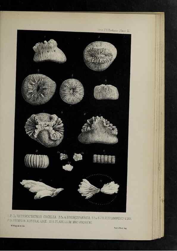 Reproducción/Reproduction 48992394481: Proceedings of the Zoological Society of London.. London :Academic Press, [etc.],1833-1965.. 