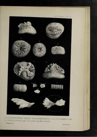 Reproducción/Reproduction 48992394481: Proceedings of the Zoological Society of London.. London :Academic Press, [etc.],1833-1965.. 