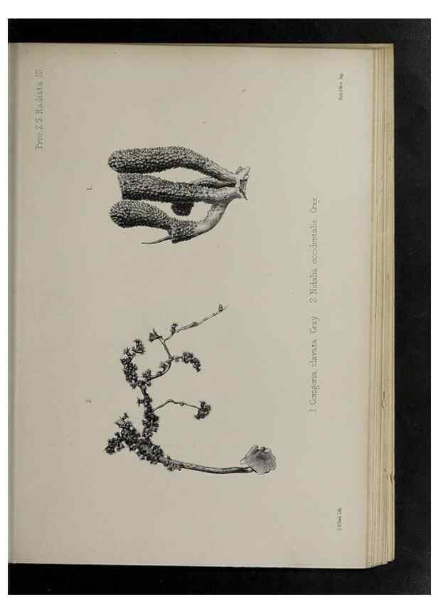 Reproducción/Reproduction 48991849968: Proceedings of the Zoological Society of London.. London :Academic Press, [etc.],1833-1965.. 