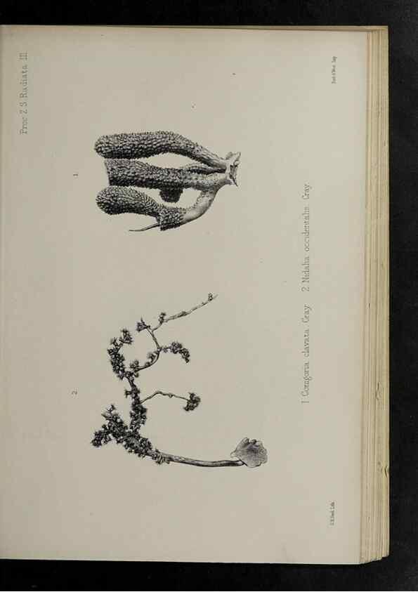 Reproducción/Reproduction 48991849968: Proceedings of the Zoological Society of London.. London :Academic Press, [etc.],1833-1965.. 