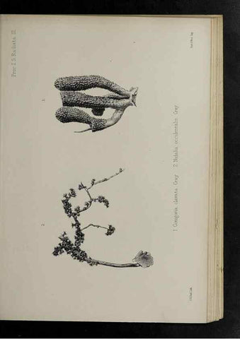 Reproducción/Reproduction 48991849968: Proceedings of the Zoological Society of London.. London :Academic Press, [etc.],1833-1965.. 