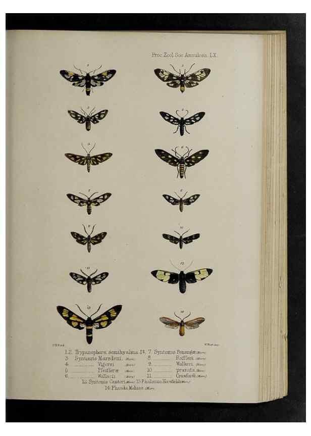 Reproducción/Reproduction 48992586422: Proceedings of the Zoological Society of London.. London :Academic Press, [etc.],1833-1965.. 
