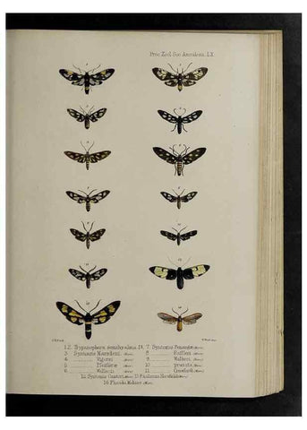 Reproducción/Reproduction 48992586422: Proceedings of the Zoological Society of London.. London :Academic Press, [etc.],1833-1965.. 