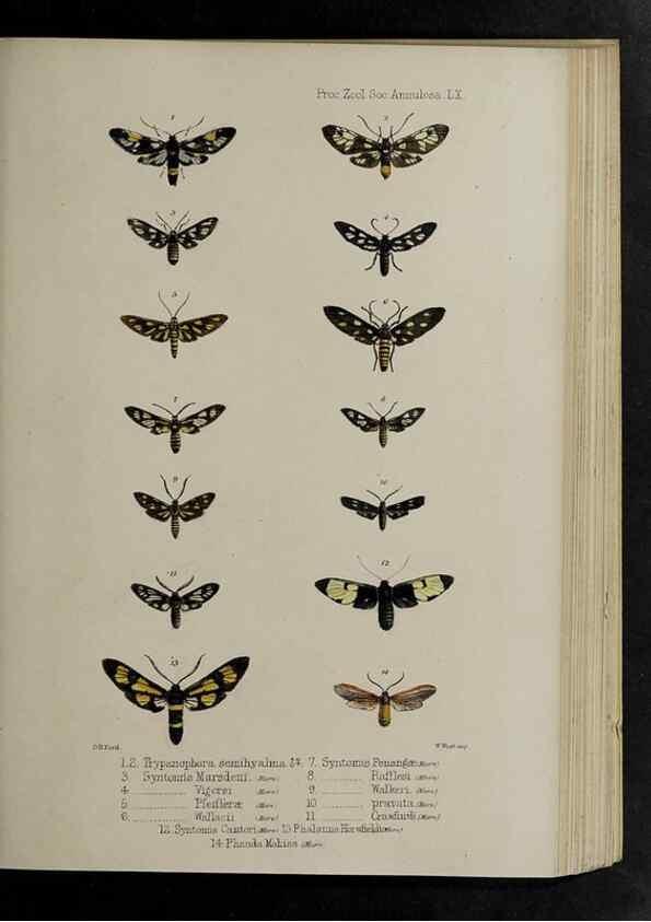 Reproducción/Reproduction 48992586422: Proceedings of the Zoological Society of London.. London :Academic Press, [etc.],1833-1965.. 