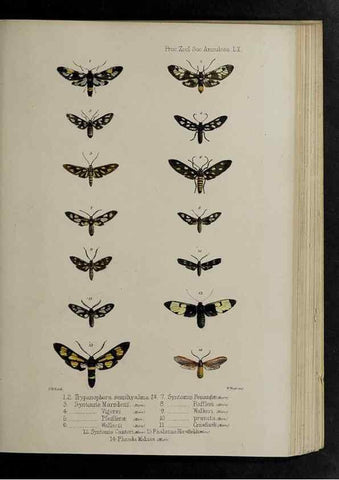 Reproducción/Reproduction 48992586422: Proceedings of the Zoological Society of London.. London :Academic Press, [etc.],1833-1965.. 