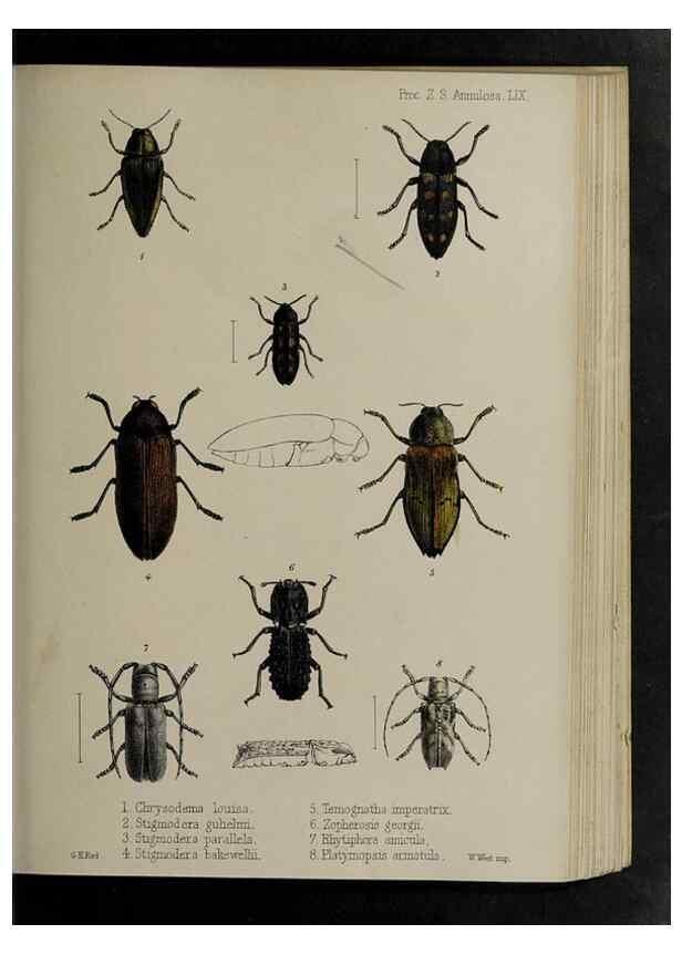 Reproducción/Reproduction 48992585987: Proceedings of the Zoological Society of London.. London :Academic Press, [etc.],1833-1965.. 