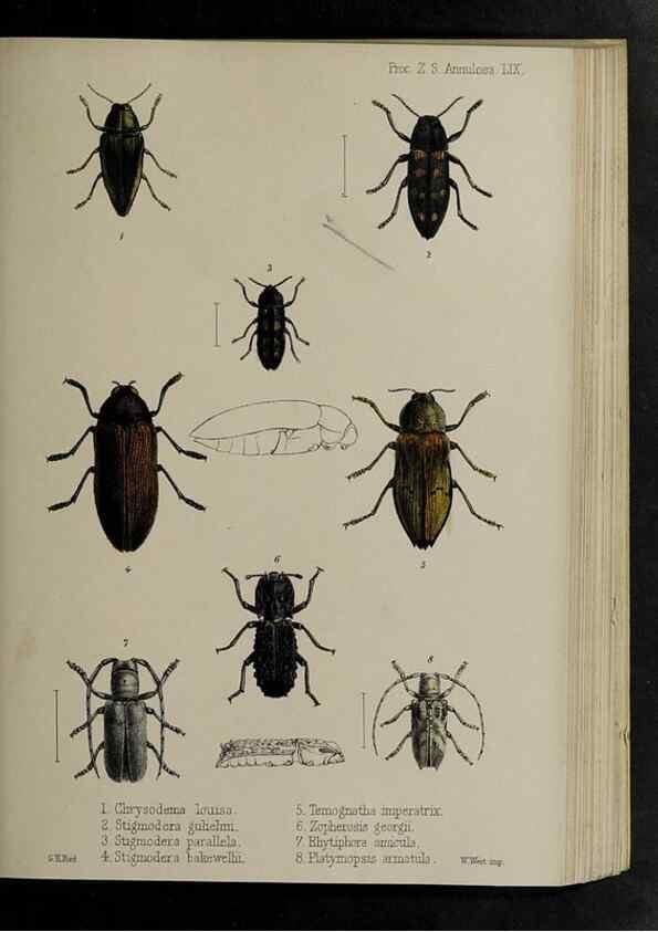 Reproducción/Reproduction 48992585987: Proceedings of the Zoological Society of London.. London :Academic Press, [etc.],1833-1965.. 
