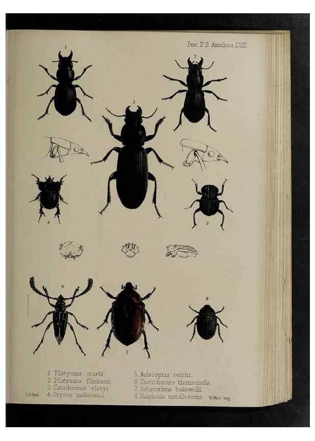 Reproducción/Reproduction 48992585612: Proceedings of the Zoological Society of London.. London :Academic Press, [etc.],1833-1965.. 