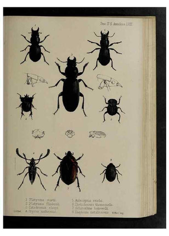 Reproducción/Reproduction 48992585612: Proceedings of the Zoological Society of London.. London :Academic Press, [etc.],1833-1965.. 