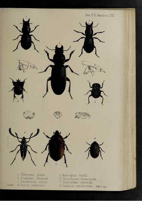 Reproducción/Reproduction 48992585612: Proceedings of the Zoological Society of London.. London :Academic Press, [etc.],1833-1965.. 