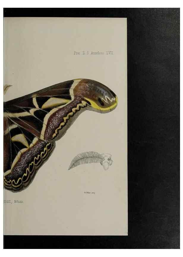 Reproducción/Reproduction 48991842748: Proceedings of the Zoological Society of London.. London :Academic Press, [etc.],1833-1965.. 