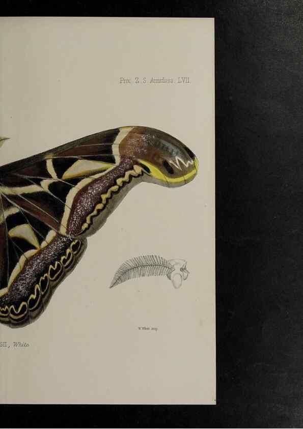 Reproducción/Reproduction 48991842748: Proceedings of the Zoological Society of London.. London :Academic Press, [etc.],1833-1965.. 
