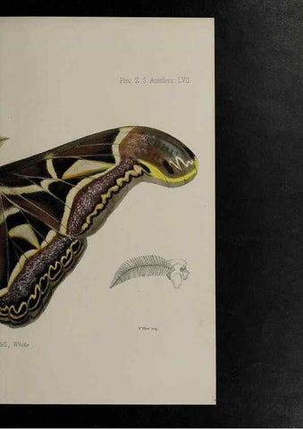 Reproducción/Reproduction 48991842748: Proceedings of the Zoological Society of London.. London :Academic Press, [etc.],1833-1965.. 