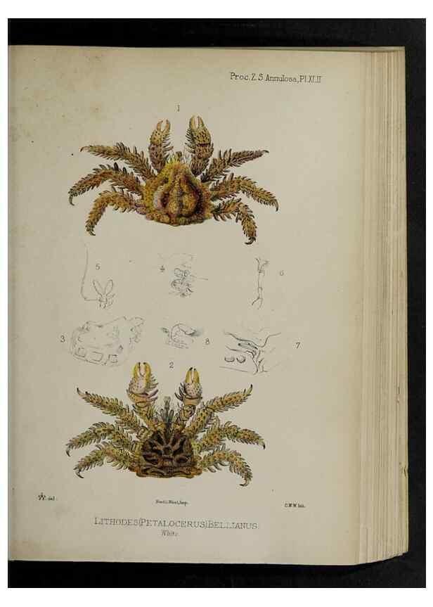 Reproducción/Reproduction 48992578667: Proceedings of the Zoological Society of London.. London :Academic Press, [etc.],1833-1965.. 