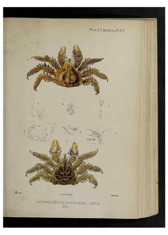 Reproducción/Reproduction 48992578667: Proceedings of the Zoological Society of London.. London :Academic Press, [etc.],1833-1965.. 
