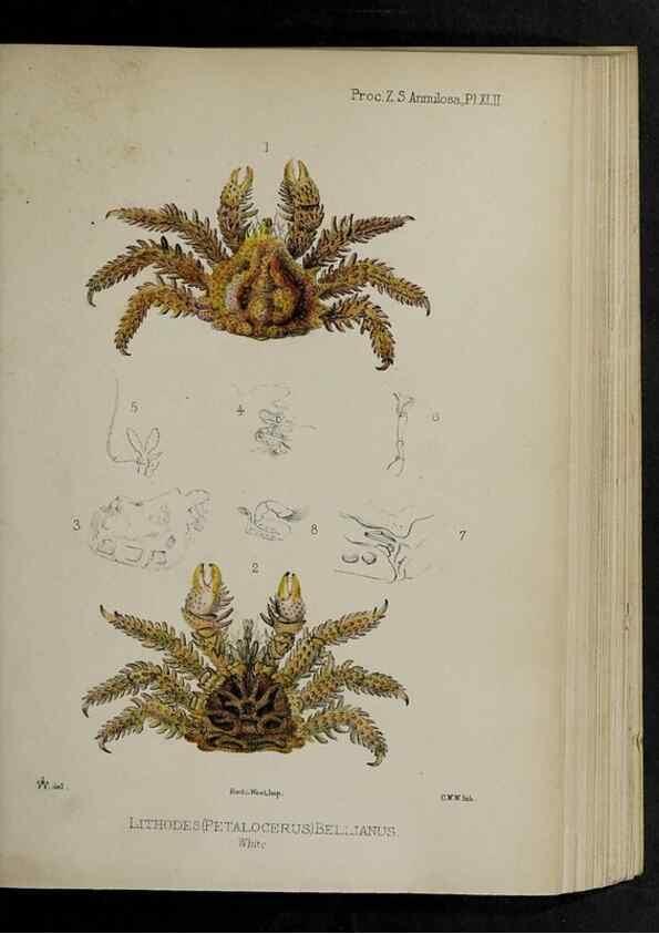Reproducción/Reproduction 48992578667: Proceedings of the Zoological Society of London.. London :Academic Press, [etc.],1833-1965.. 
