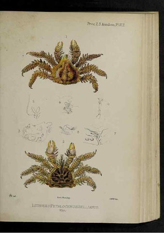 Reproducción/Reproduction 48992578667: Proceedings of the Zoological Society of London.. London :Academic Press, [etc.],1833-1965.. 